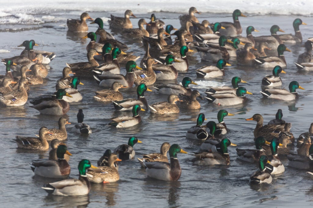 Mallards huddling for warmth.