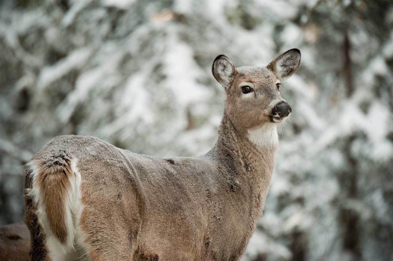 whitetail deer