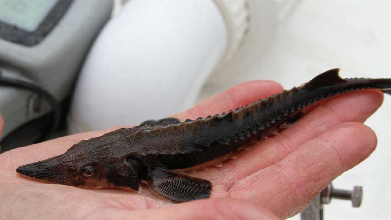 Lake sturgeon in New York.