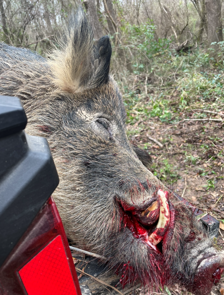 Louisiana Hunter Takes a 260-Pound Boar, and His First Buck, From the Same Stand