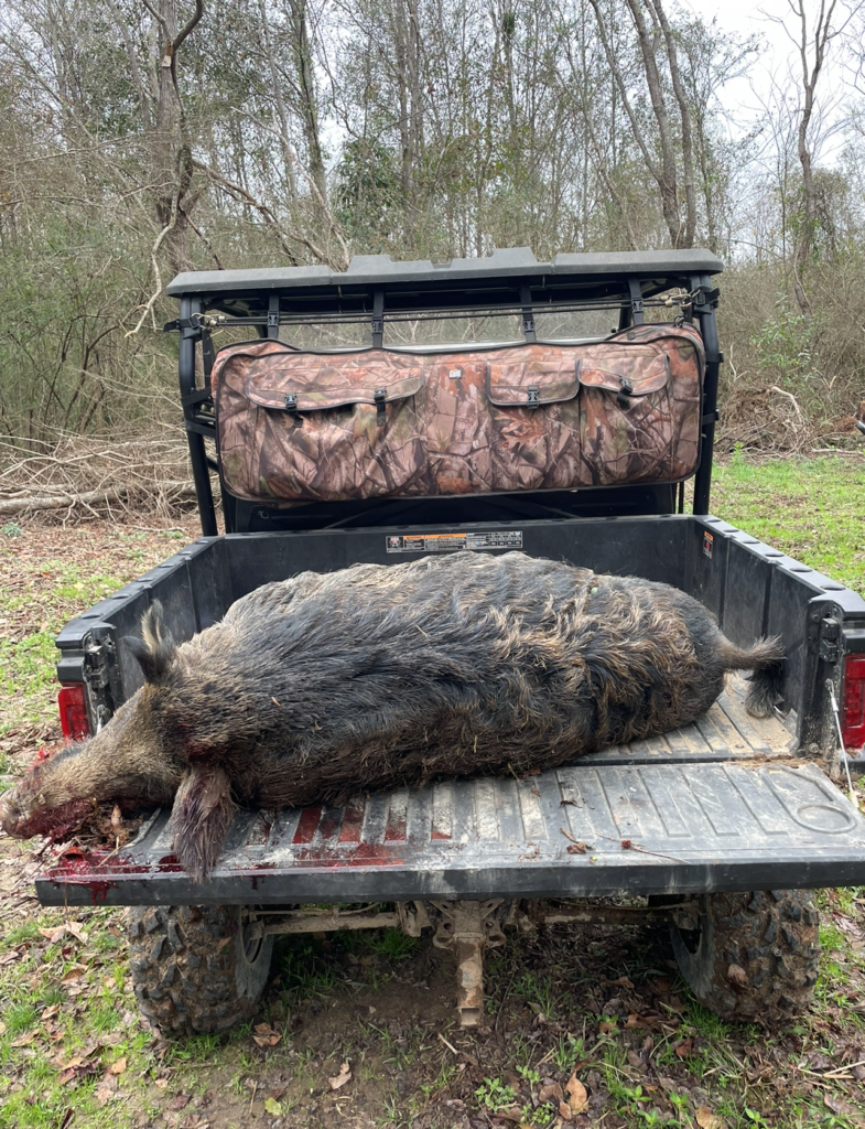 Louisiana Hunter Takes a 260-Pound Boar, and His First Buck, From the Same Stand