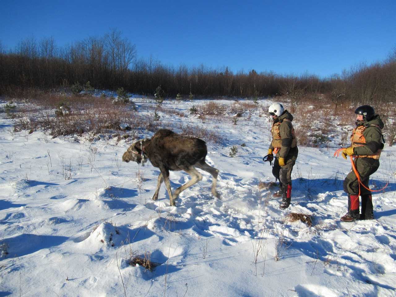 Collared juvenile moose in New York