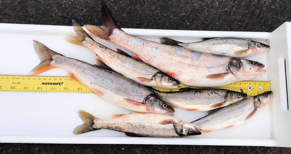Northern Pikeminnow Sport-Reward Program