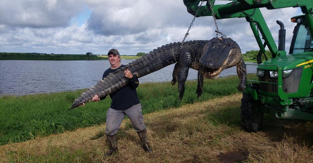 Doug Borries' gator.