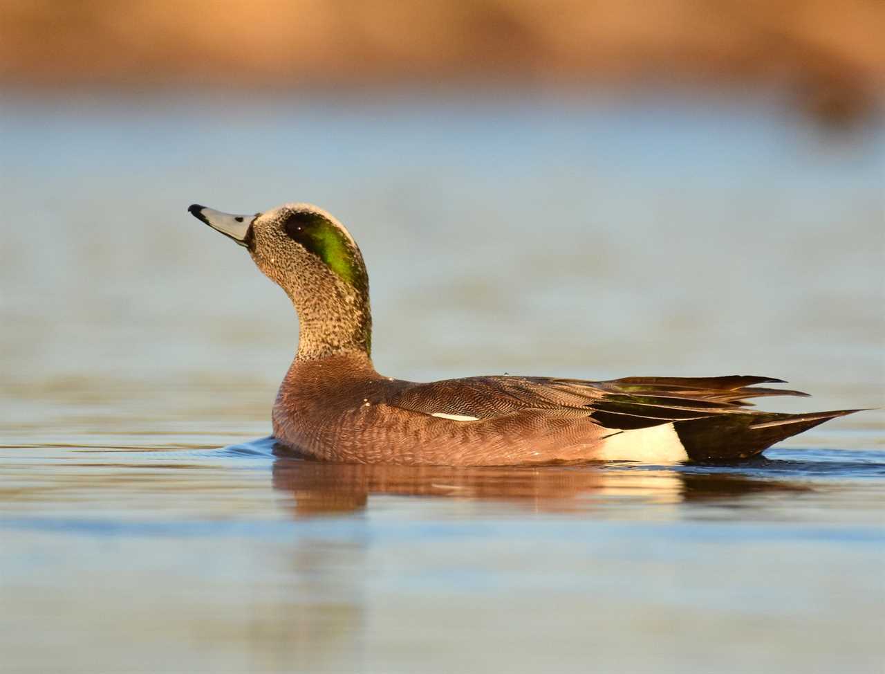 american wigeon