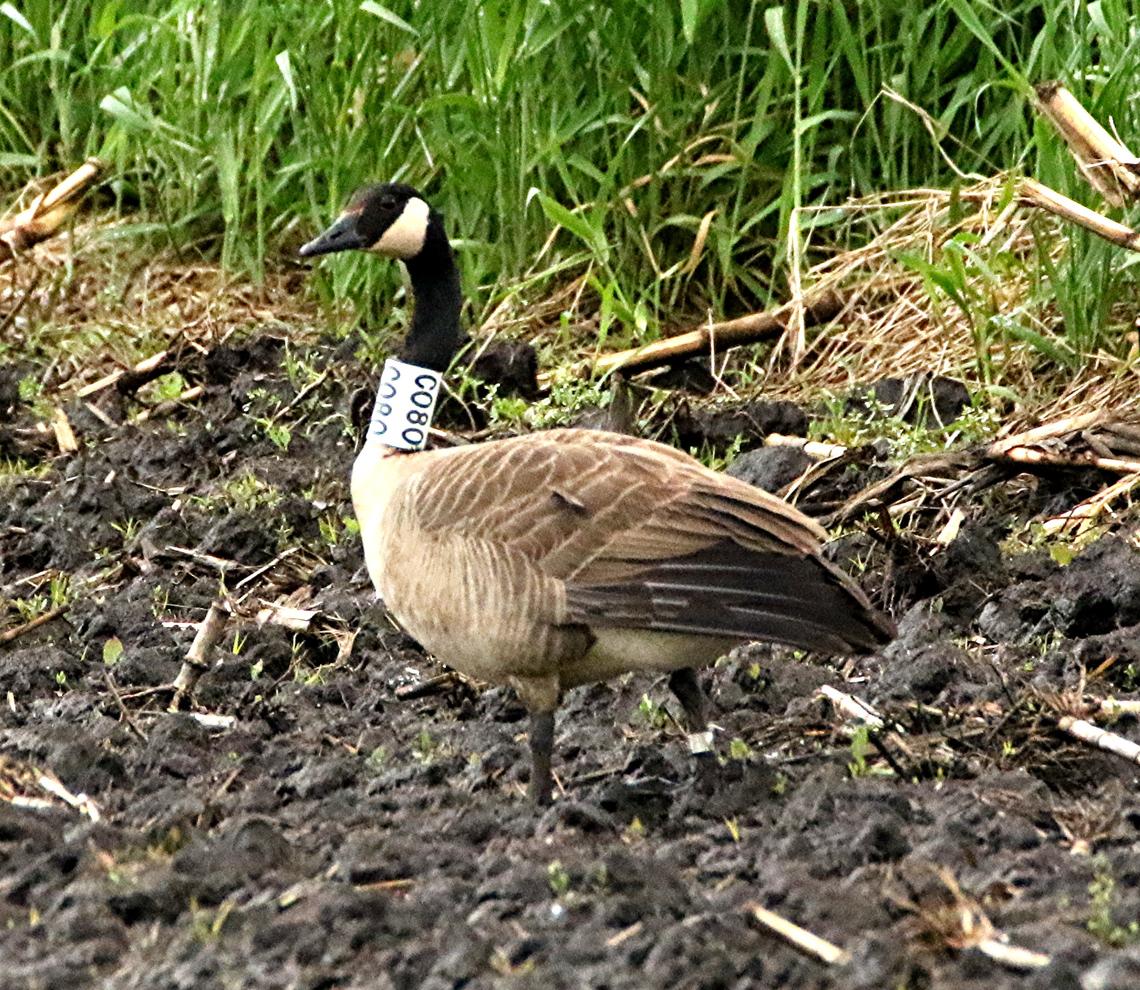 A honker flew from B.C. to Chicago.