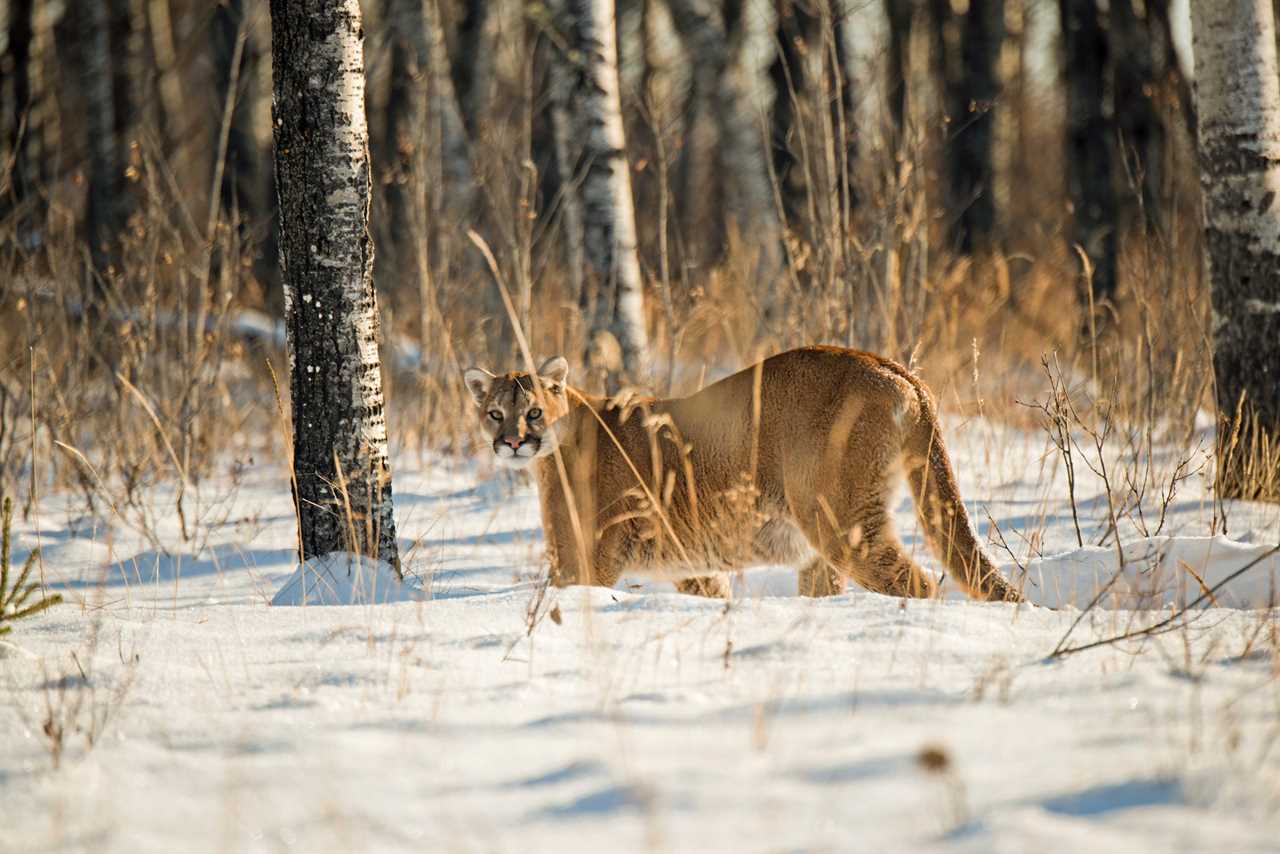 A big cougar walks through the snow in Canada.