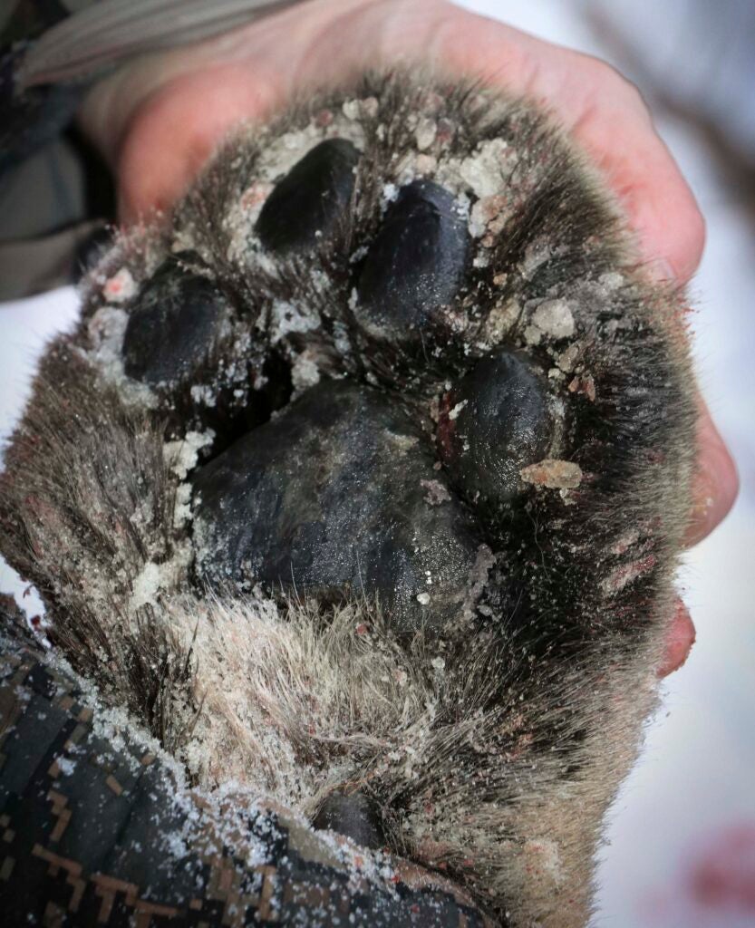 mountain lion paw