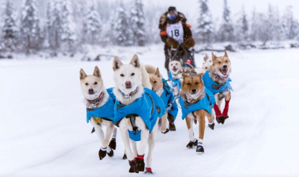 Sled dog team attacked by moose.