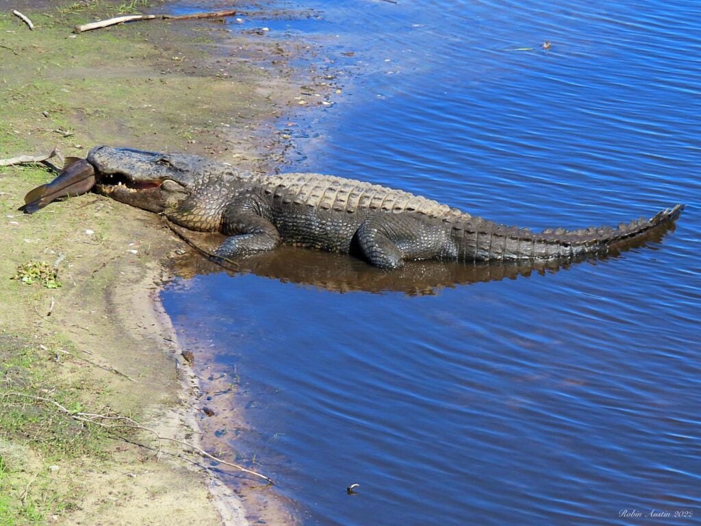 Photos: Giant Florida Gator Eats a Trophy Snook