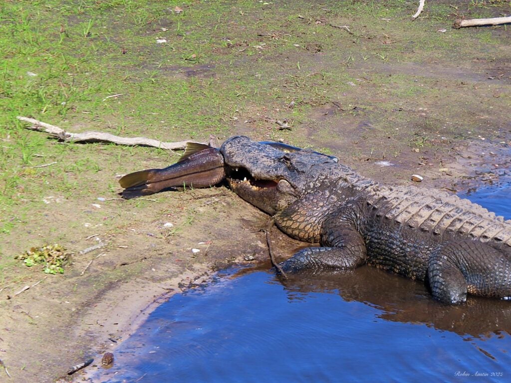 Photos: Giant Florida Gator Eats a Trophy Snook