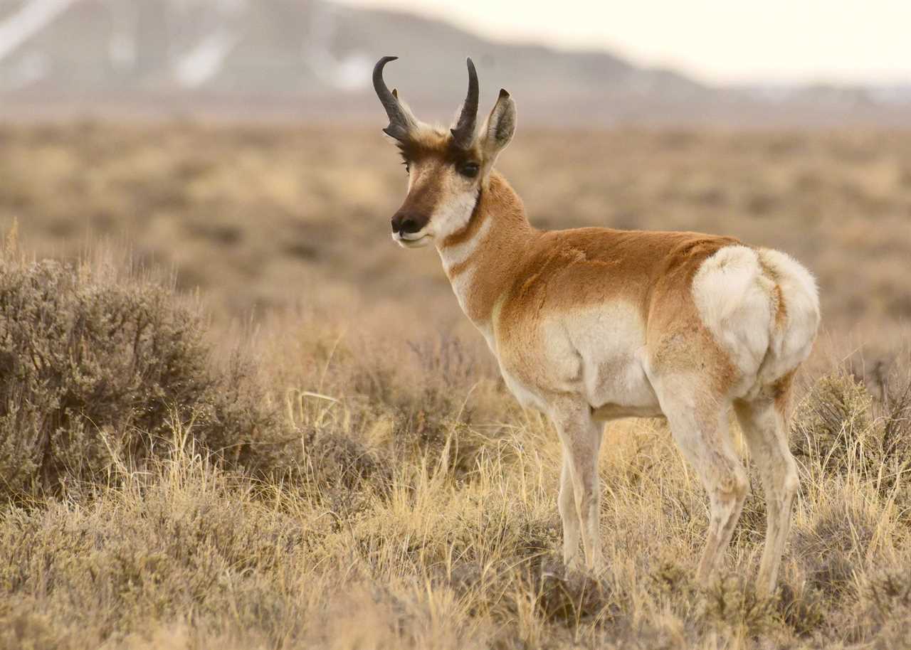 pronghorn at seedskadee NWR