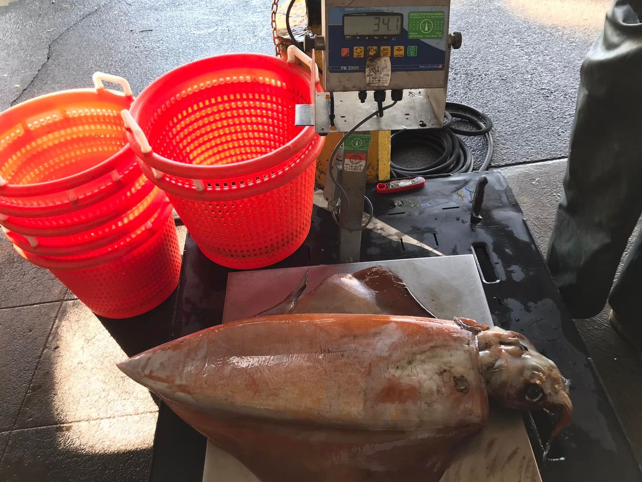 This is one of Hawaii's largest squid ever caught.