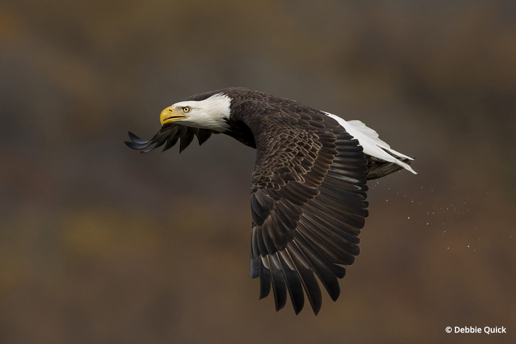 Photo Of The Day By Debbie Quick