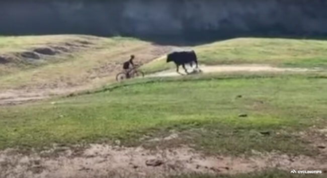 Bull charges gravel riders who sort of charged it first