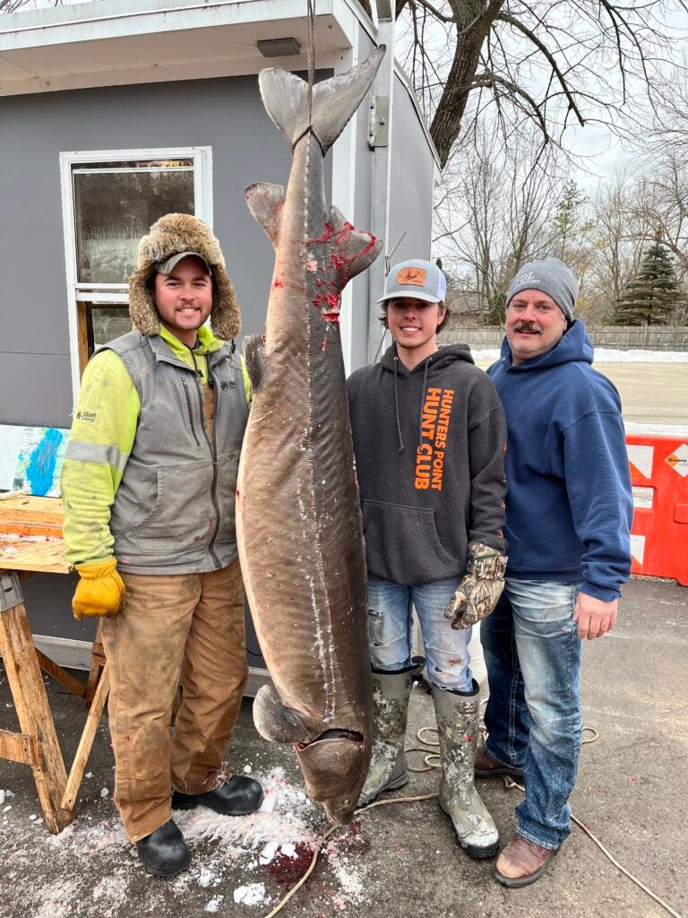 Giant Sturgeon Speared on Lake Winnebago Is One of the Biggest of All Time