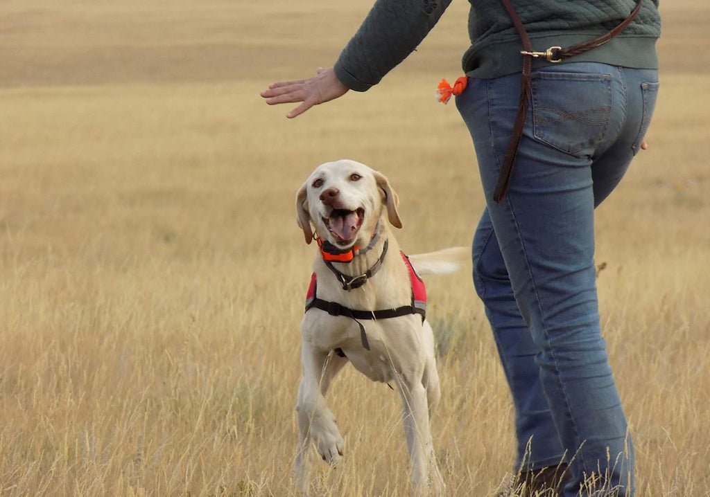 Lily a working dog can smell wildlife scents.