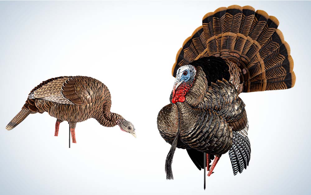 Strutting gobbler and feeding hen decoys