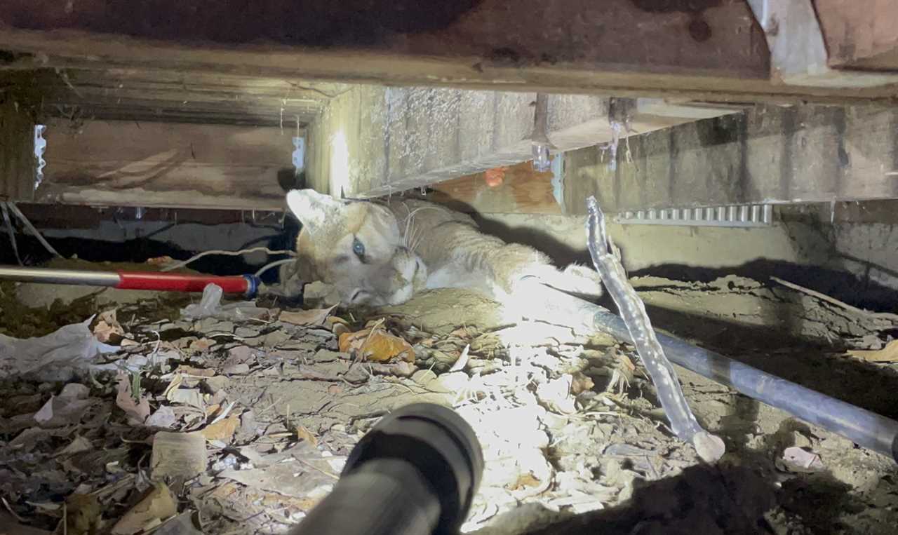 A mountain lion in Boulder Colorado under a porch.