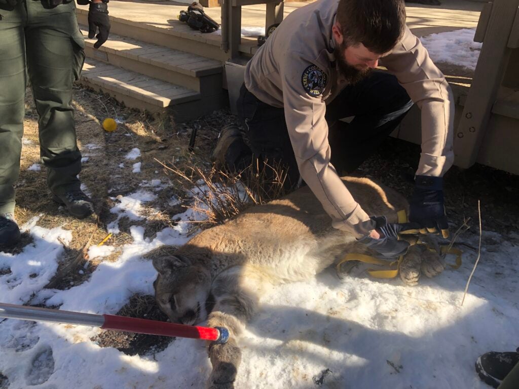 Boulder porch cougar