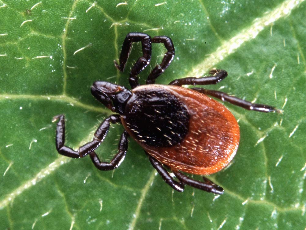 Blacklegged deer tick