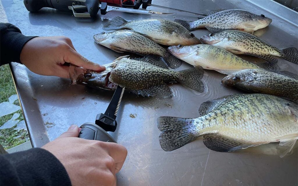 A man's hand cutting a freshwater fish