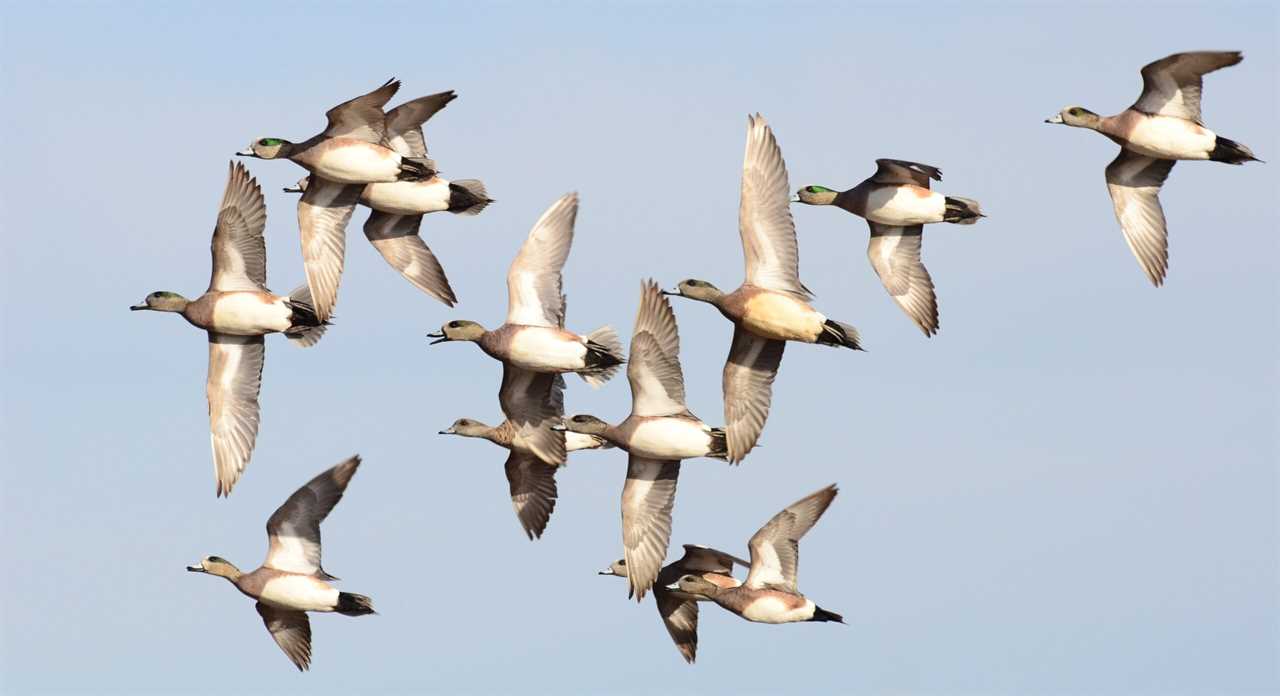 Widgeon are decreasing in Maryland.