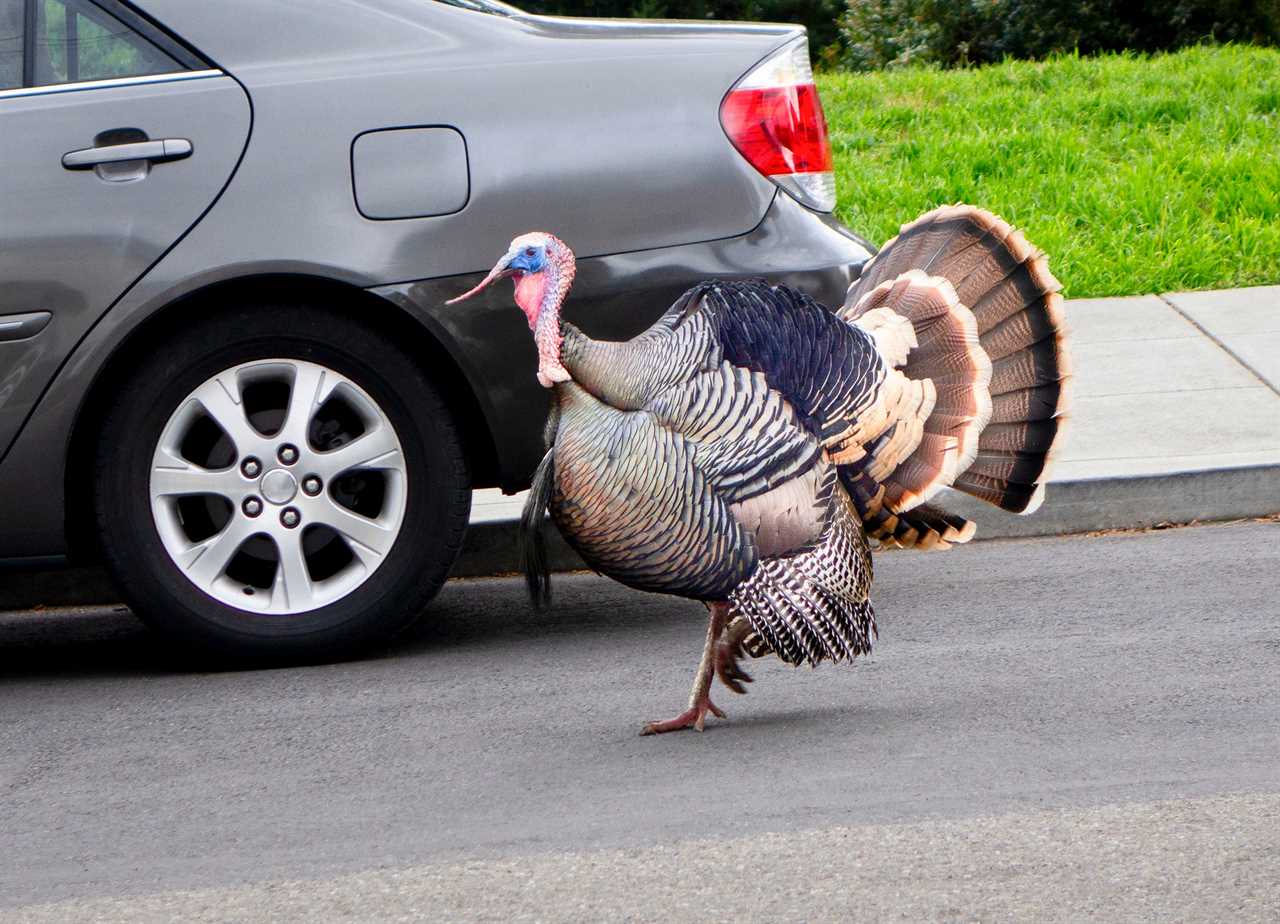 California turkey attacked mailman.