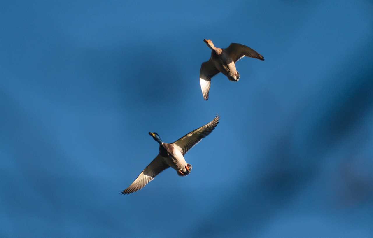 A study will healp researchers determine mallard health in the Atlantic flyway.