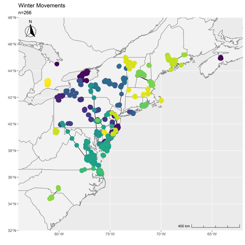 The movement patterns of eastern hen mallards.