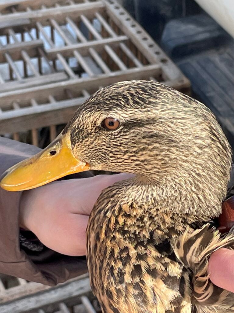 This study will help biologists better understand mallard habits.