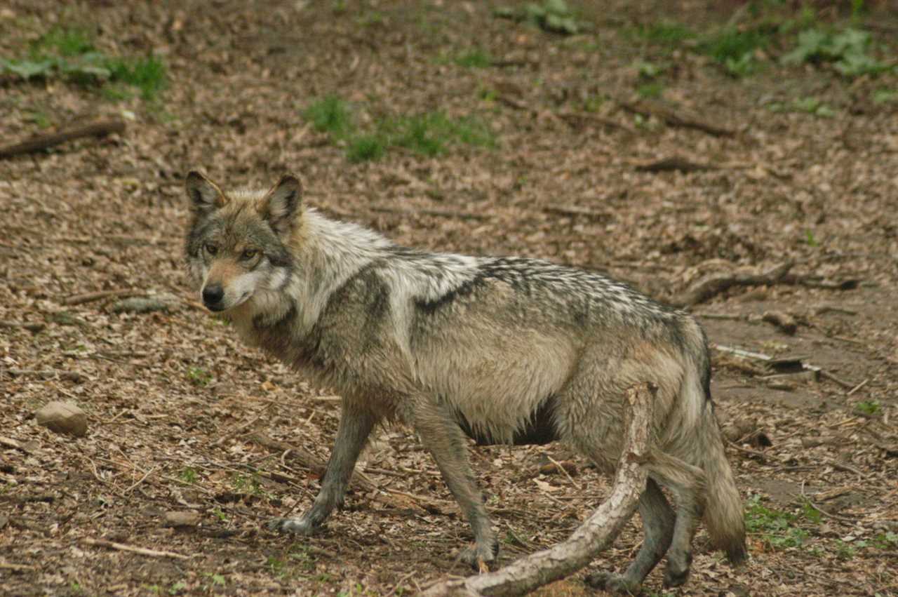 mexican wolf usfws