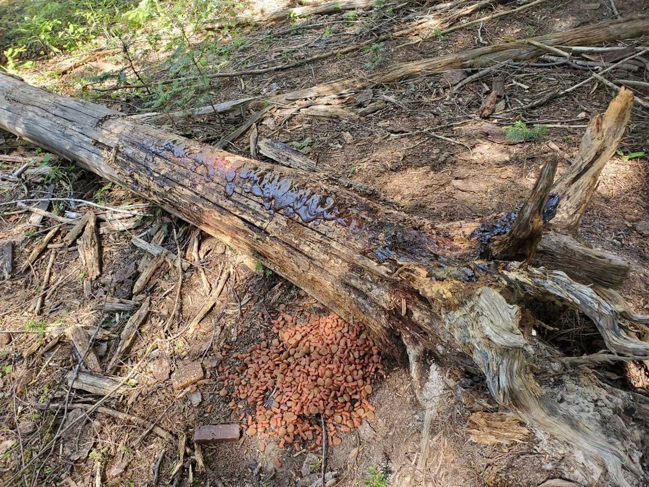 Illegal black bear baiting site