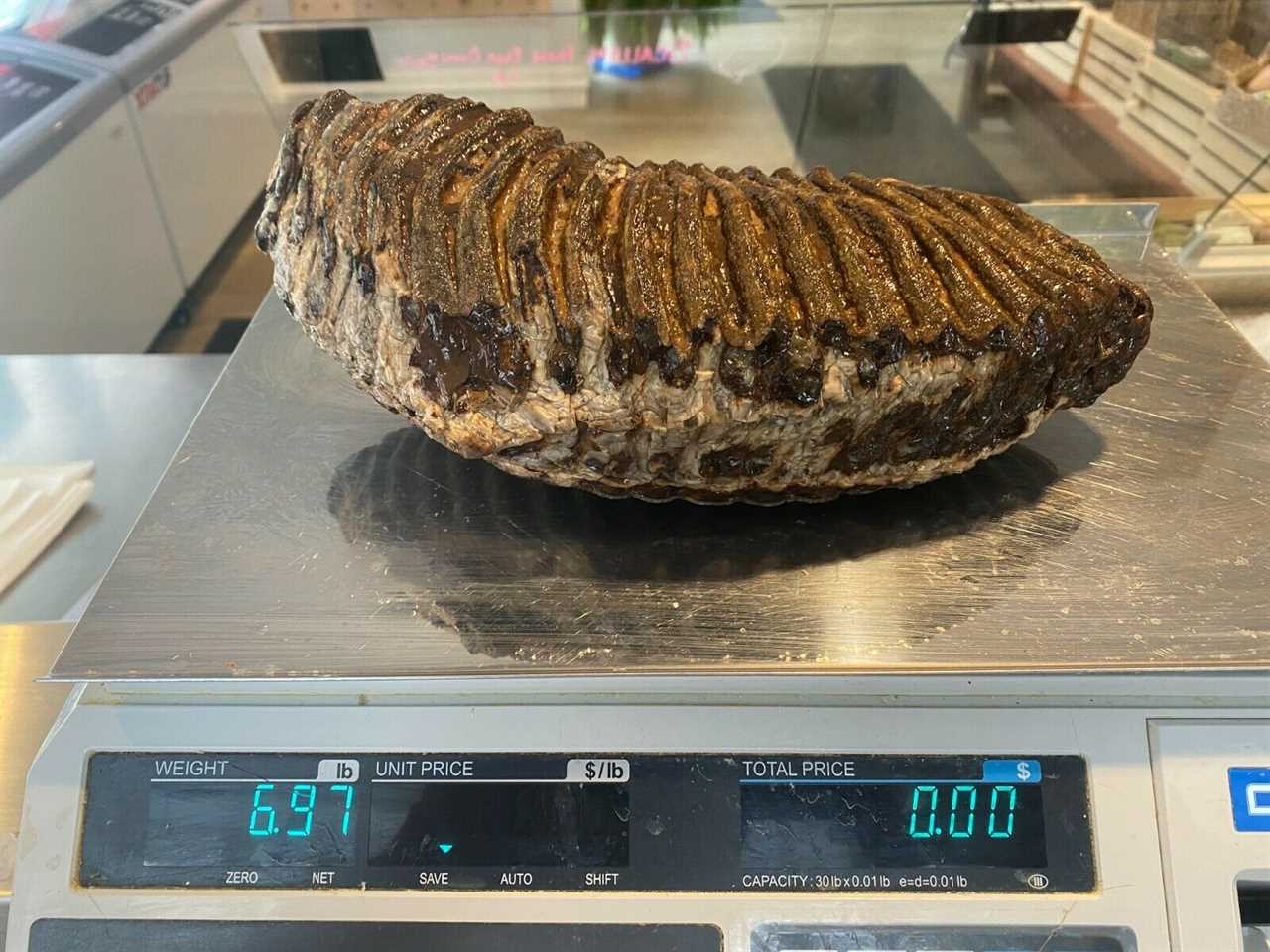 Fossilized mammoth tooth