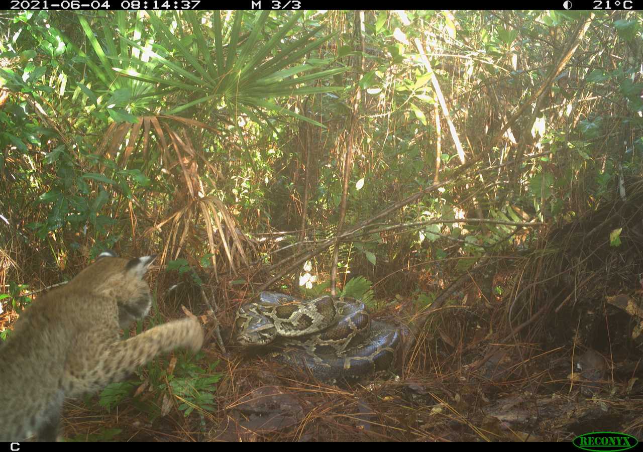 bobcat fights python everglades