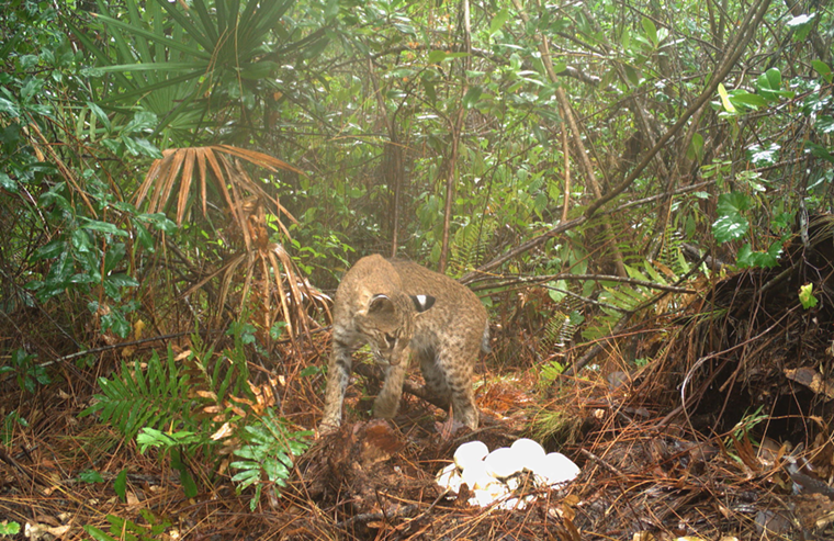 bobcat fights python 2 in the everglades