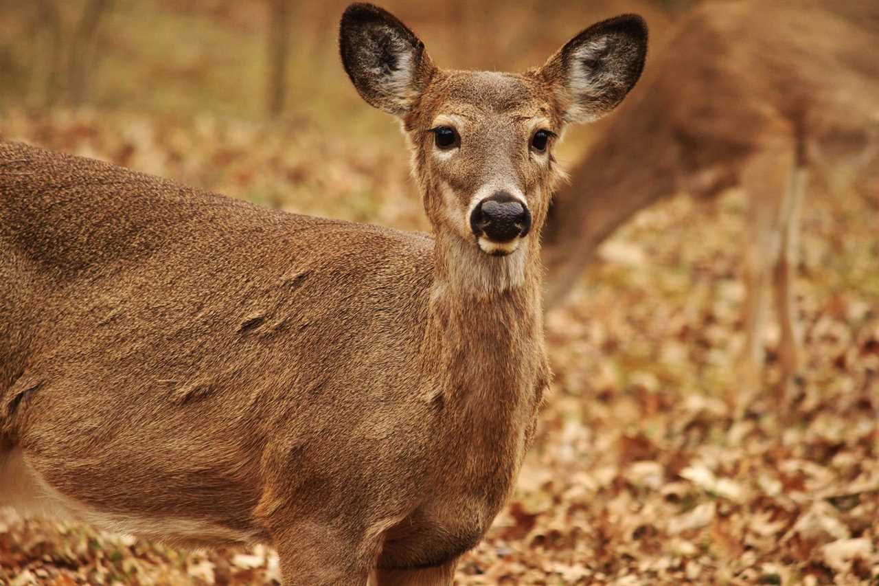 virginia whitetail doe