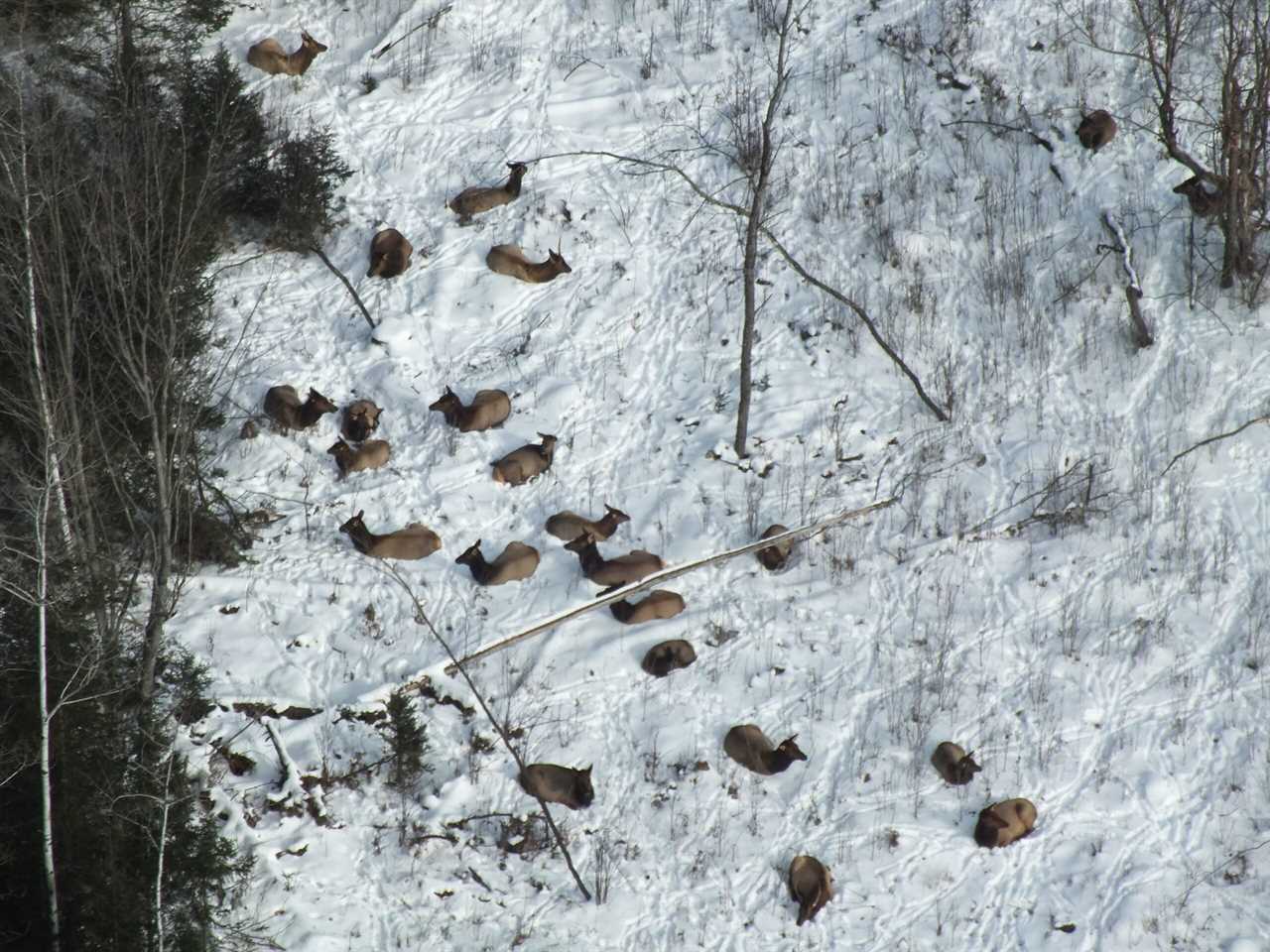 MI elk survey