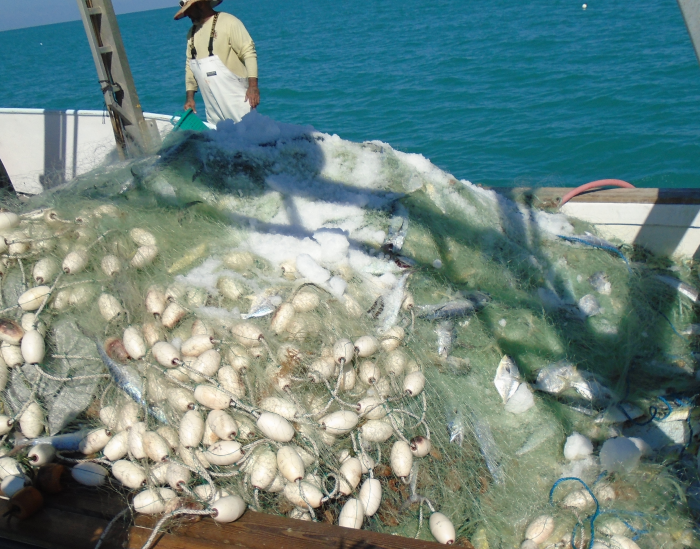 Florida pompano bust