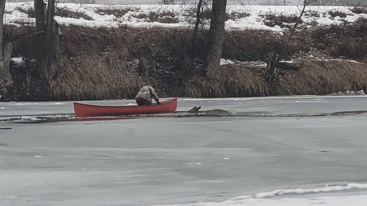 Video: Canadian Hunting Guide Braves Icy River to Save Deer