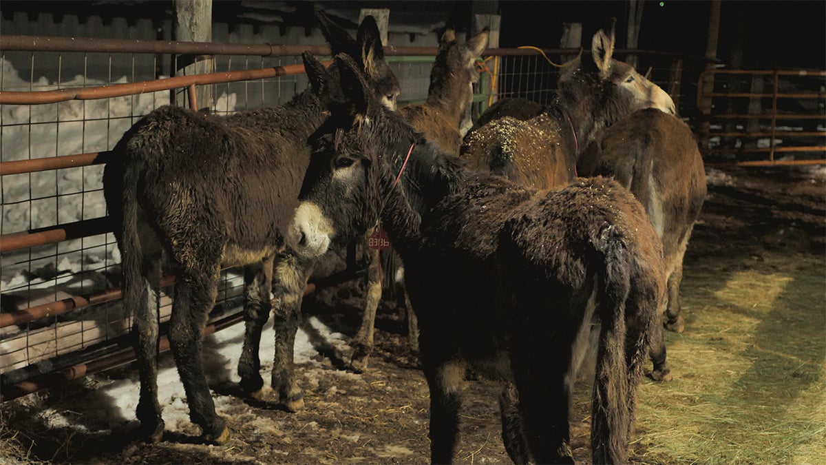 Wild burros brought in to target wolves.