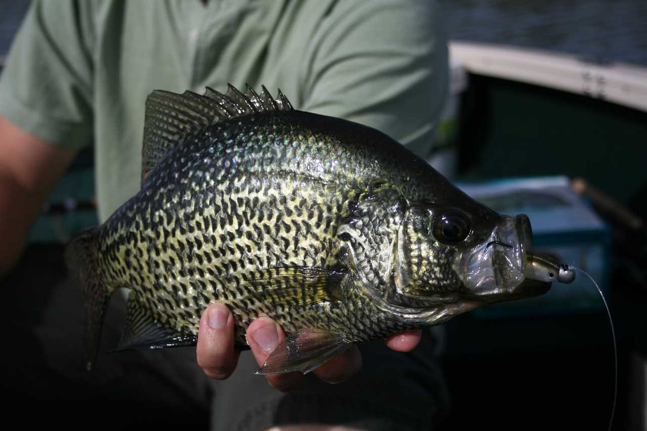 The Best Crappie Lures of 2022