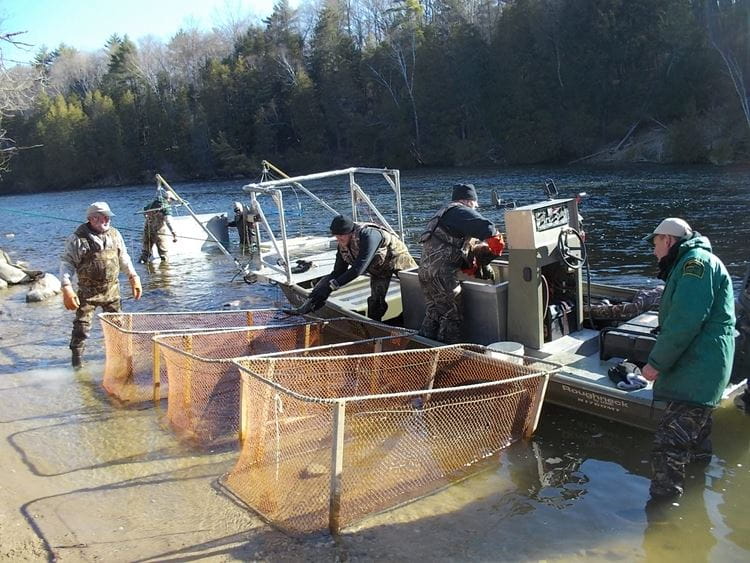 MI DNR walleye egg collection