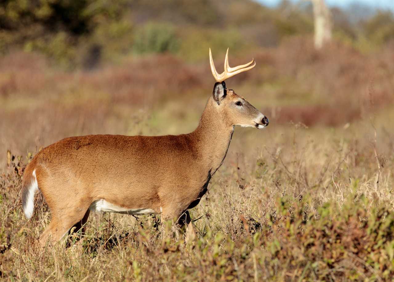 Pennsylvania deer harvest is down.