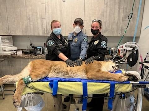irvine mountain lion captured in shopping center