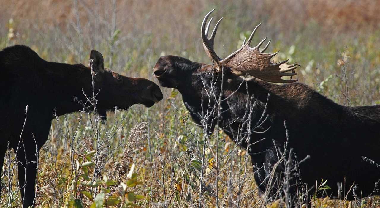 moose testing wildlife for COVID