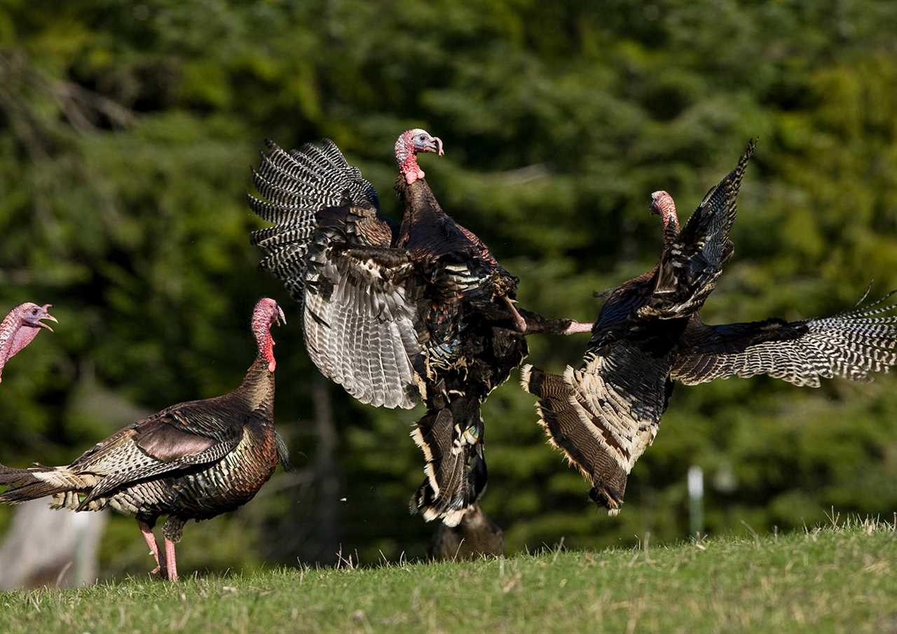 Tom turkeys spar in a Montana field.