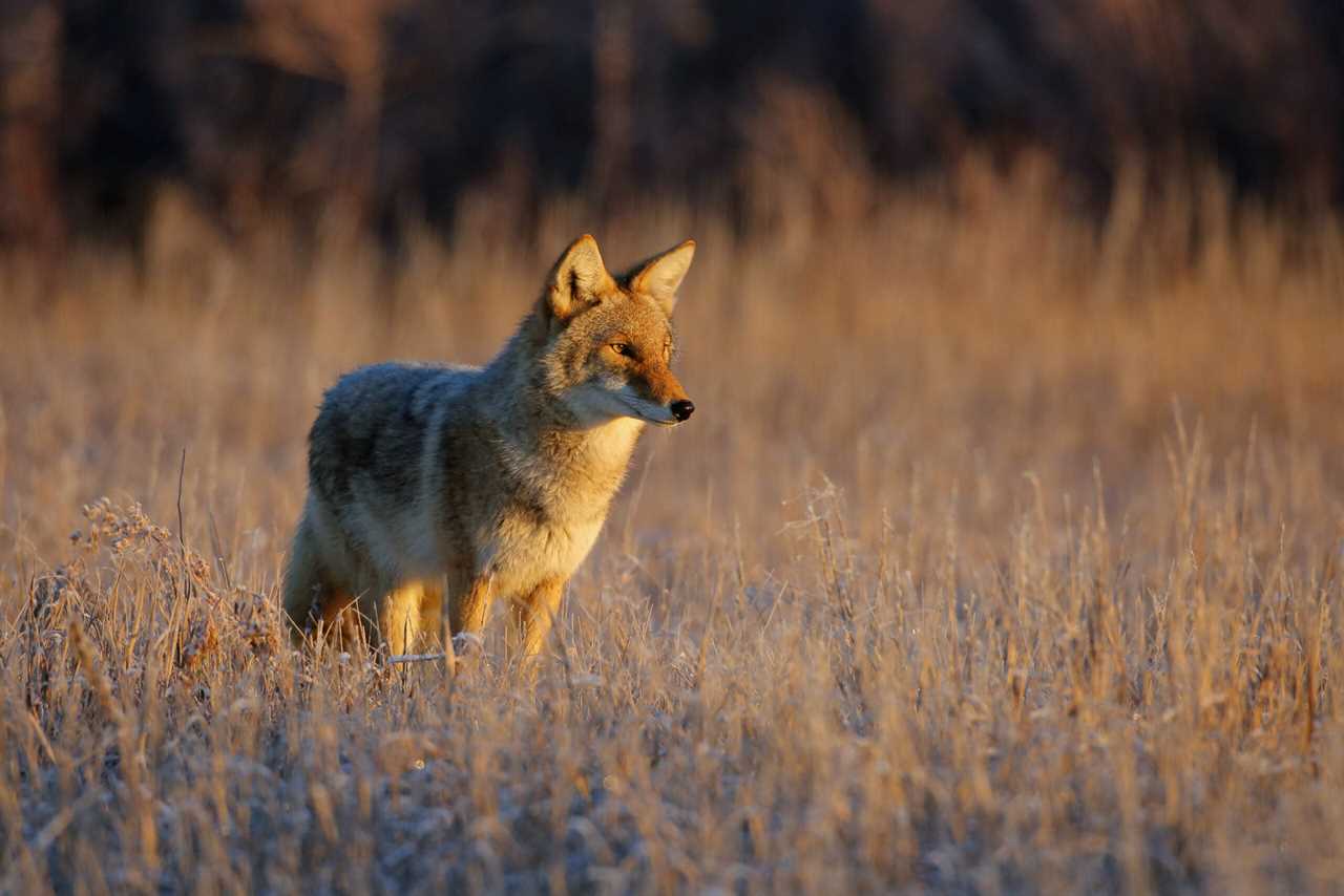 Coyote hunting contests could be banned.