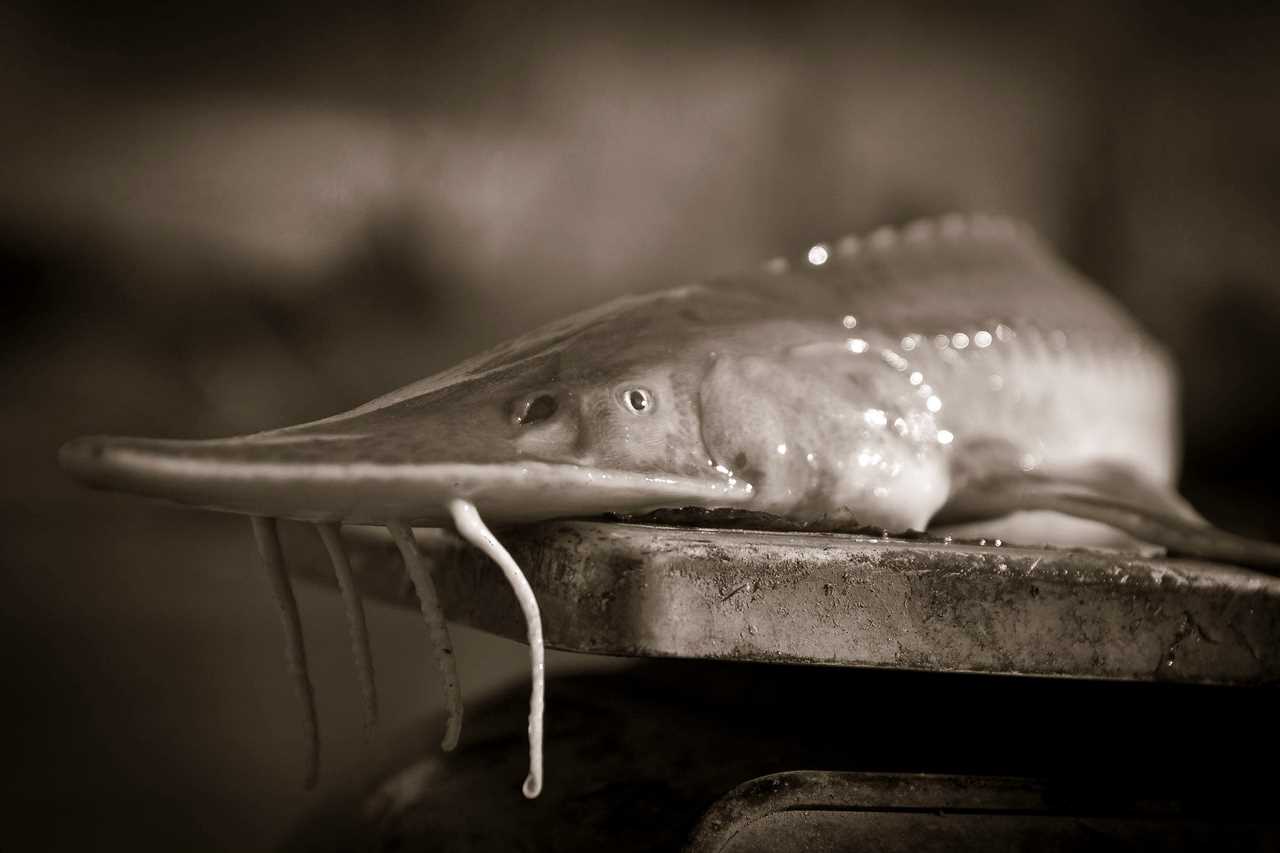 Illinois Man Sentenced to a Year in Prison After Pleading Guilty to Illegal Sturgeon Fishing in Kentucky