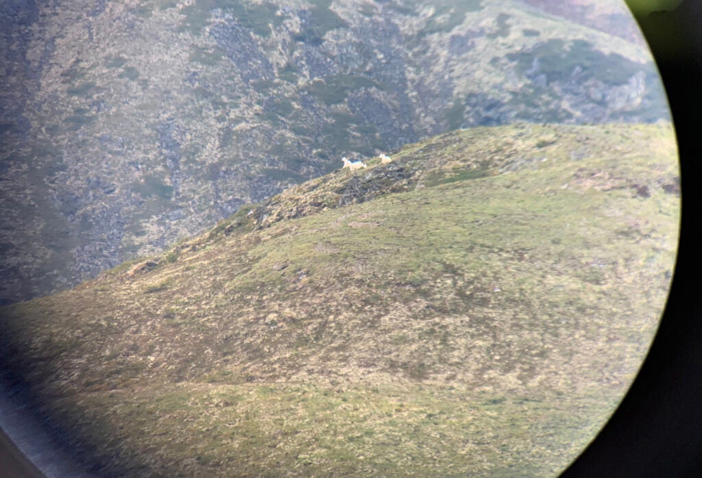 Hunting for rams in Alaska